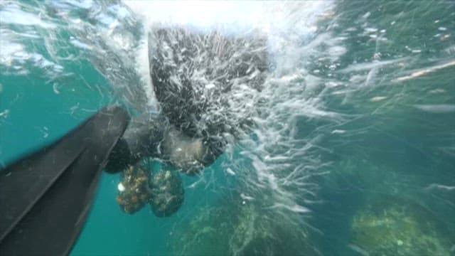 바닷속을 헤엄치는 해녀의 뒷모습