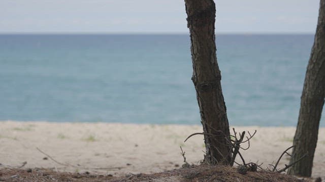 Serene and Blue Beach Through Tree Silhouettes