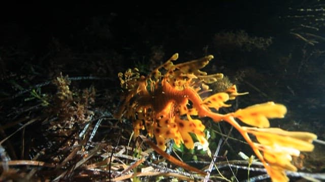 Leafy Seadragon Camouflaged Among Coral