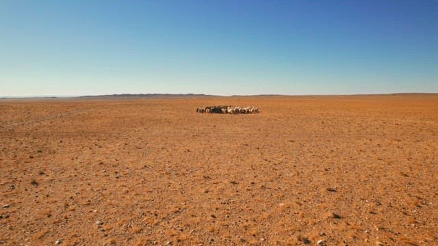 사막에서 풀을 뜯는 양 떼