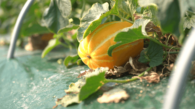 Ripe Korean melons grown in greenhouse