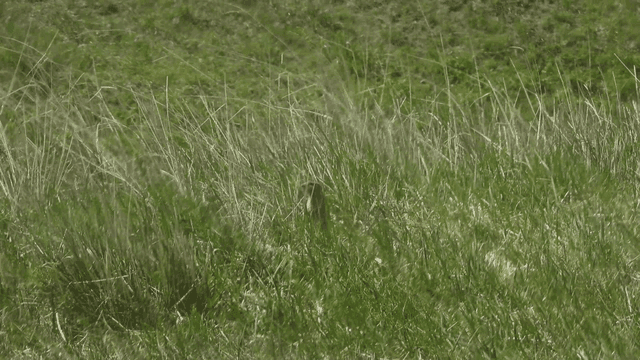 키 큰 풀 사이로 작은 프레리독