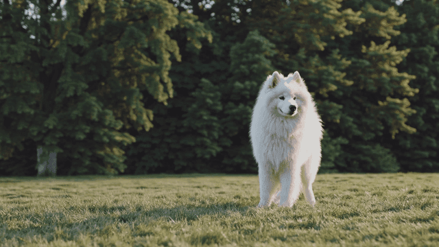 Samoyed standing on grass