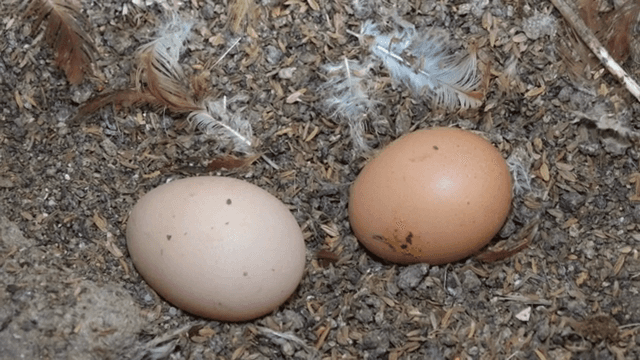 깃털 위에 놓인 두 개의 달걀