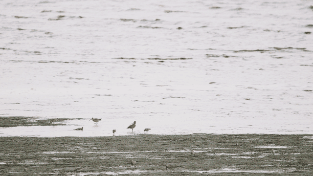 새들이 먹이를 찾아 드는 갯벌