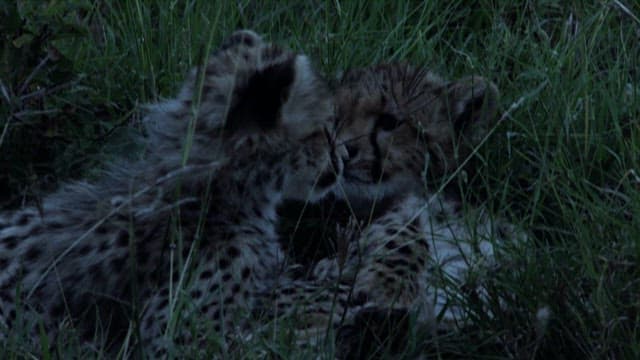 자연 서식지에 있는 새끼 치타들