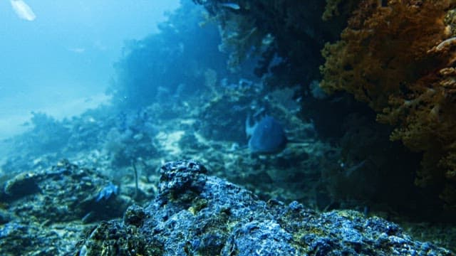 Tranquil Underwater Scene with Swimming Fish