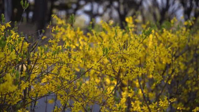 햇살 가득한 정원에 핀 개나리
