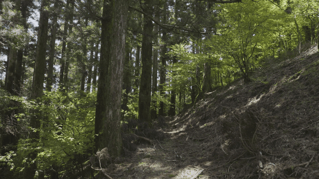 Quiet forest path with tall trees
