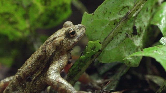 자연 서식지에서 개구리