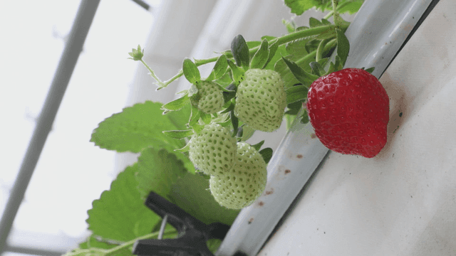 덩굴에서 익어가는 딸기