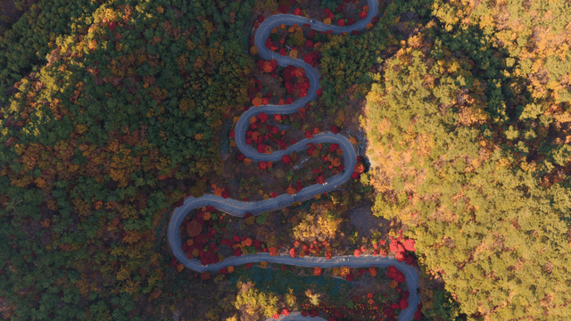 알록달록한 가을 숲 속 굽은 도로