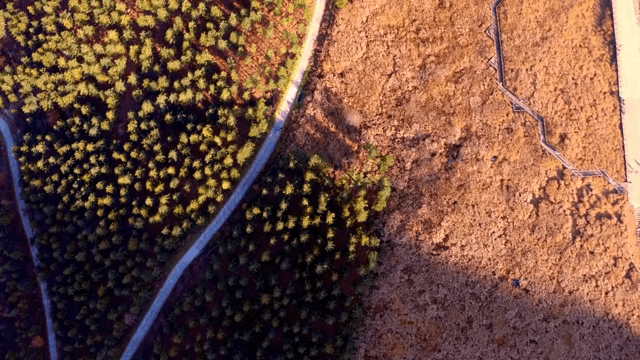 숲과 길의 항공 뷰