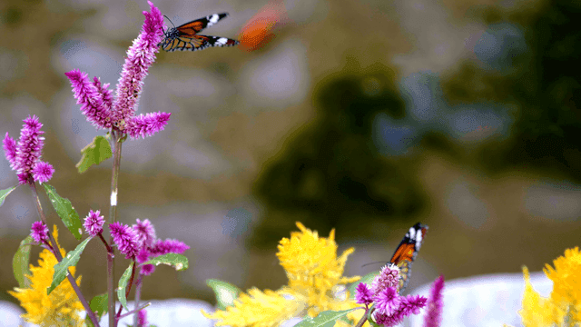 Butterfly flying around colorful flower