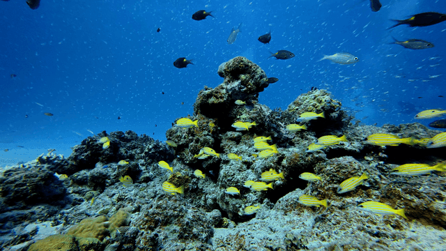 colorful fish swimming around coral reef