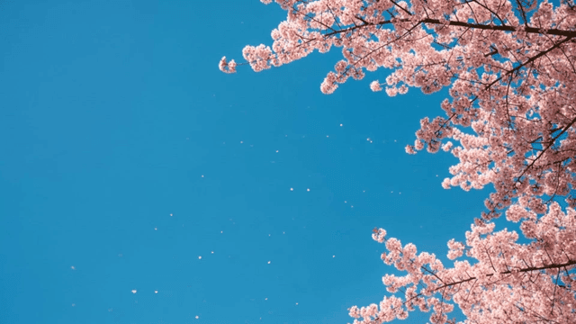Cherry blossoms against a clear blue sky