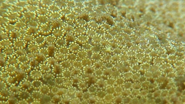 Up-close view of coral polyps of Great Barrier Reef in natural habitat