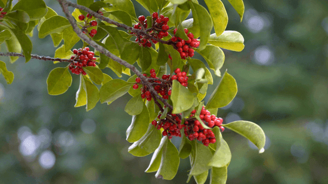 Branch with red berries and green leaves