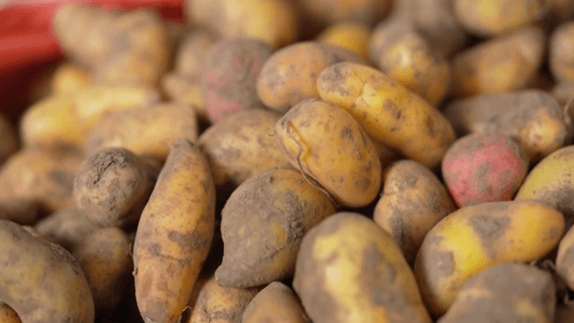 흙이 묻은 갓 수확한 감자