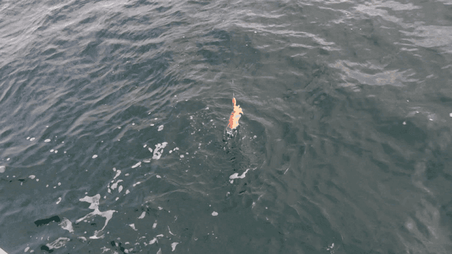 Cuttlefish caught in sea
