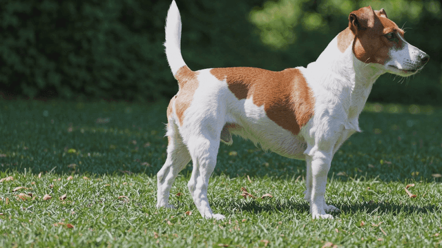Jack Russell Terrier standing on green grass