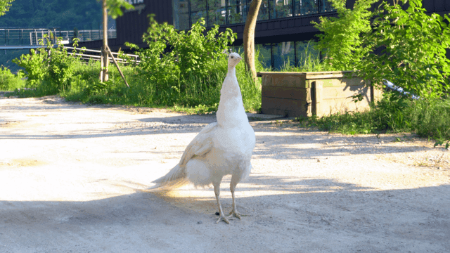햇빛이 비치는 길에 서 있는 흰 공작새