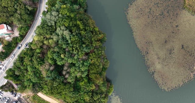 Forest by a road and river