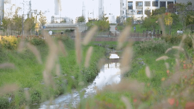 강아지풀과 함께한 고요한 도시 하천