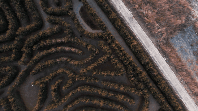 Aerial view of a maze-like garden
