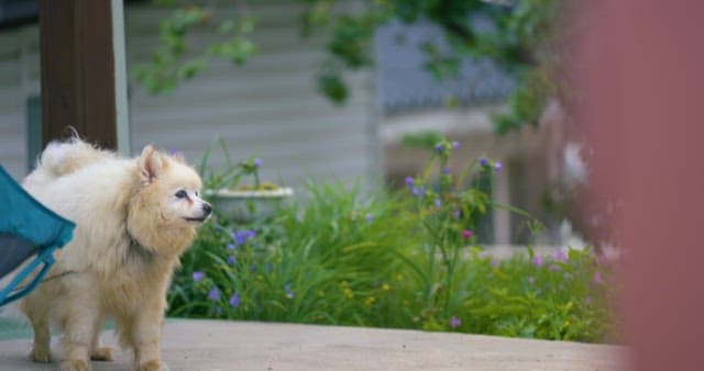 Furry Puppy Barking in the Yard of a House