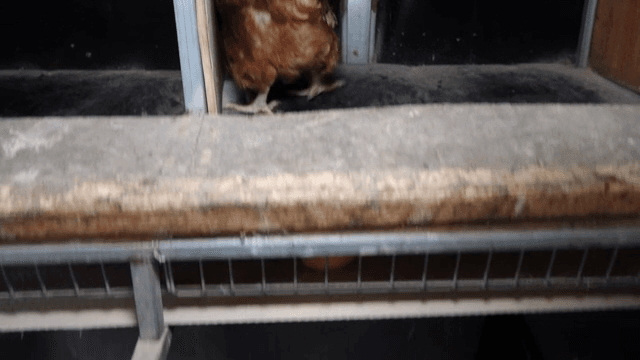 닭이 닭장에서 알을 낳는 모습