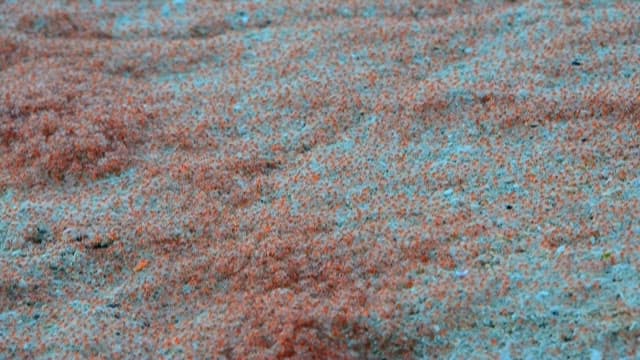 Small red crabs moving on the rock surface