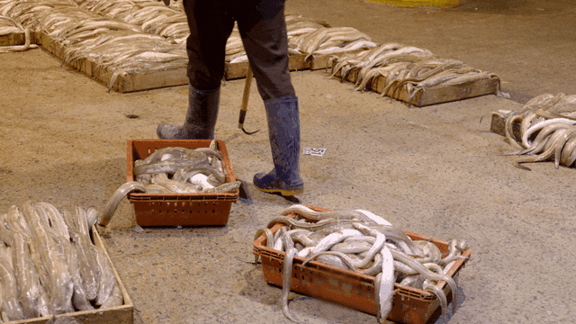 Fish market with conger eels in box