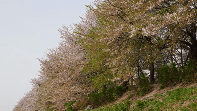 Cherry blossom trees in full bloom