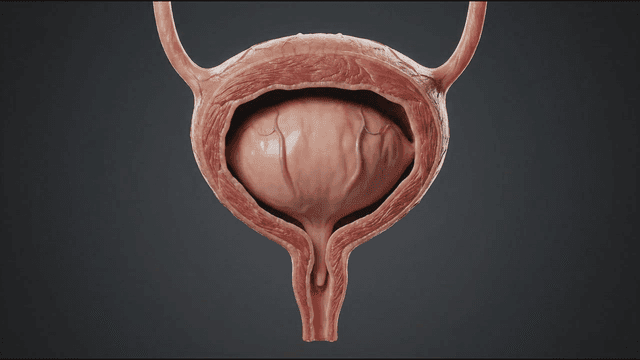 Detailed view of a human bladder