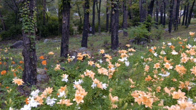 Colorful flower garden in forest