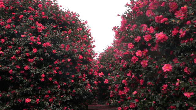 Path surrounded by fully bloomed camellias
