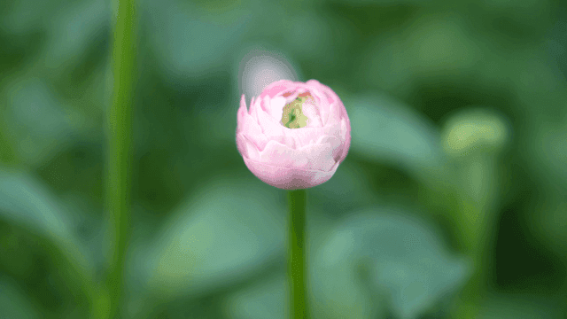Pink flowers blooming in green field