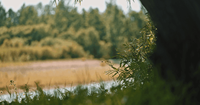 A serene riverside with lush greenery