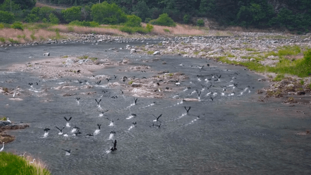 바위가 많은 강 위를 나는 새들