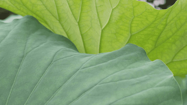 겹쳐진 녹색 연잎 클로즈업