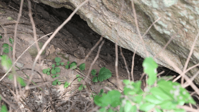Small cave entrance surrounded by grass
