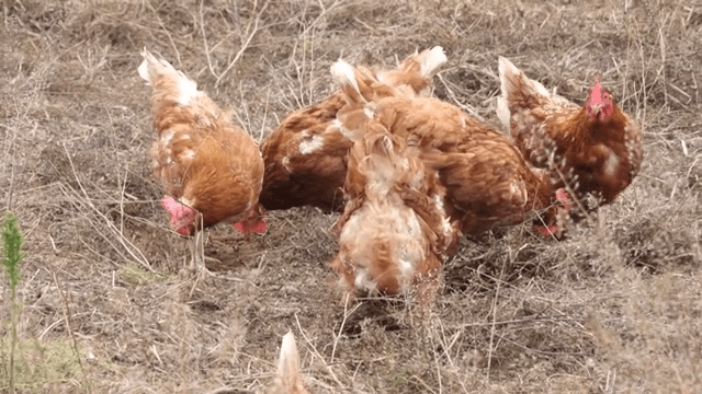 마른 들판에서 모이를 쪼는 닭들
