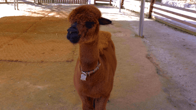 Alpaca standing inside fence.
