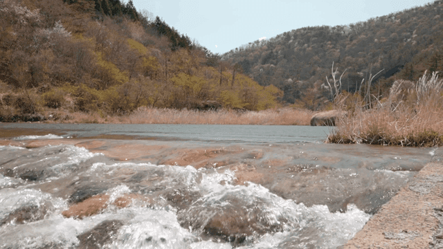Serene river flowing through a forest