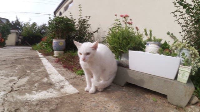 White cat on guard in a sunny outdoor garden