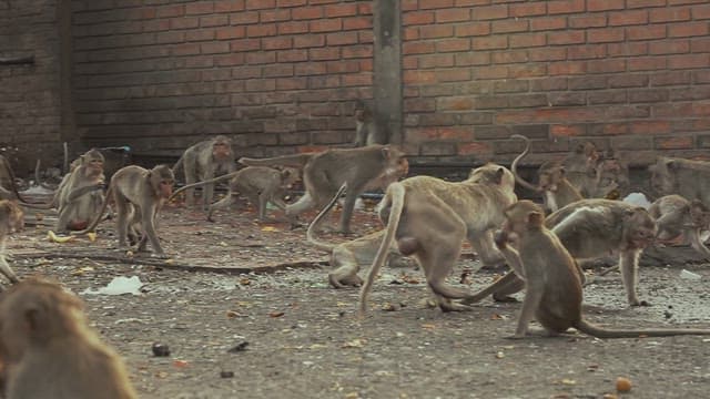 Monkeys Gathered in Front of a Brick Wall