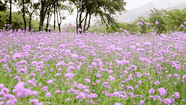 보랏빛 꽃들이 만개한 꽃밭