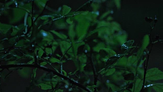 밤에 한적한 숲을 걷는 사람