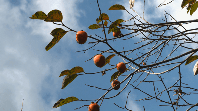 Persimmons hanging on tree branches